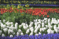 Keukenhof - rozkvetlé záhony